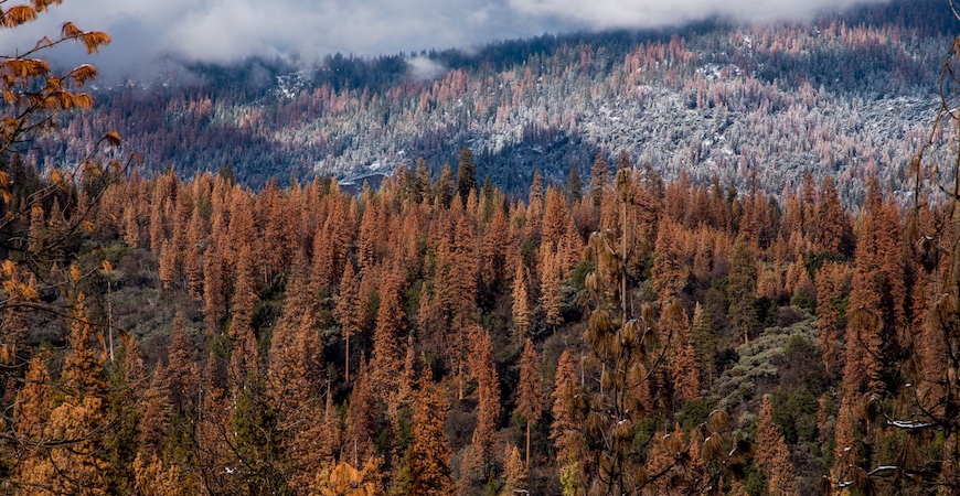 A bird's-eye view of browning forest due to the effects of drought.